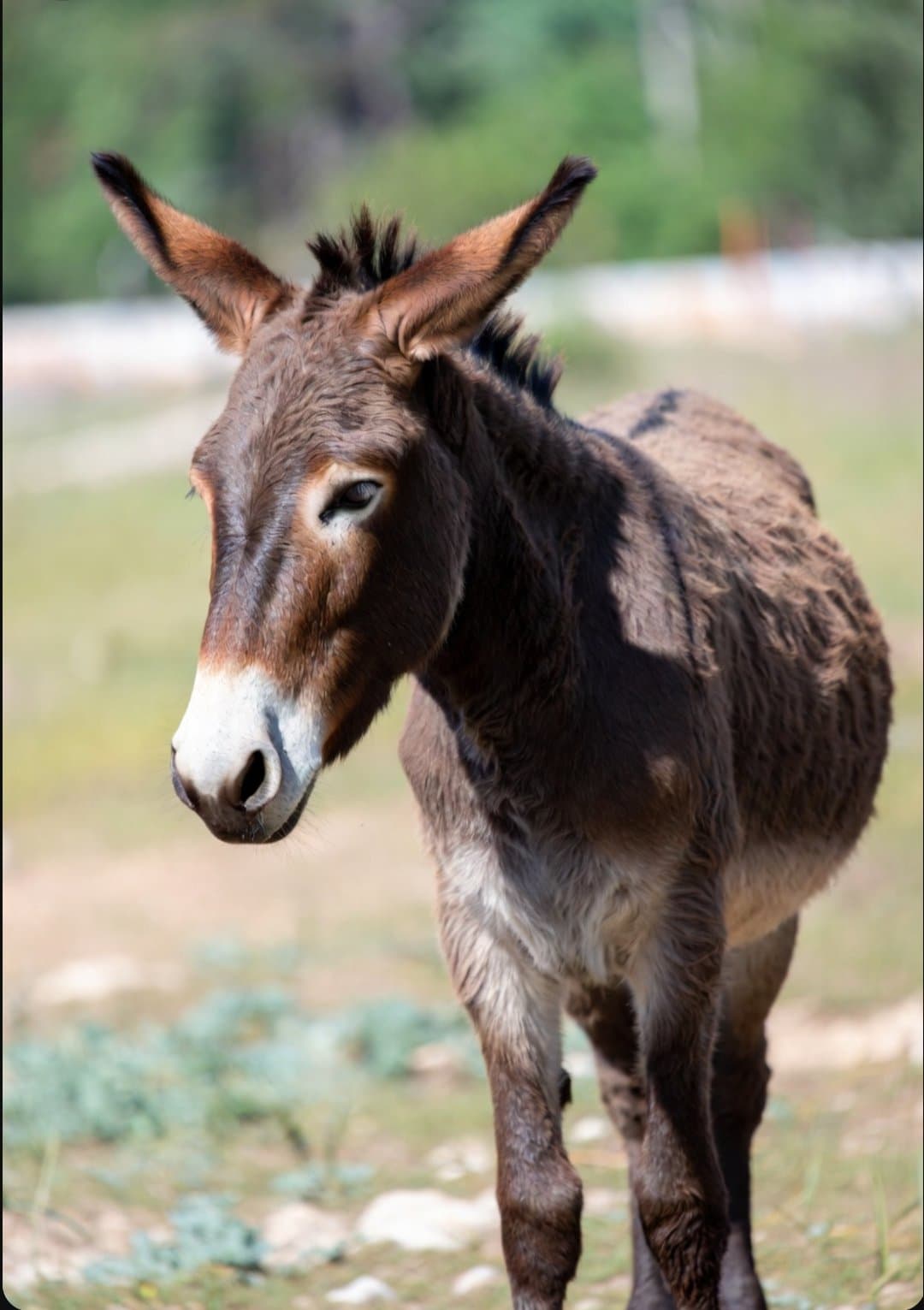 Imágenes inéditas del último criadero de burros mexicanos sorprenden en redes